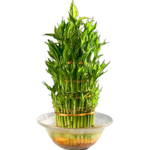 Mesmerizing 3 Tier Bamboo Plant in Bowl