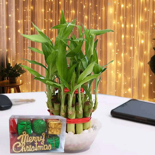 Aesthetic 2 Tier Bamboo Plant with LED Light