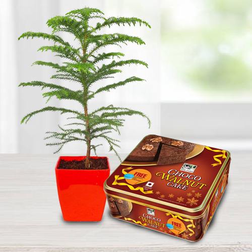 Exquisite Araucaria Potted Plant N Bisk Farms Wallnut Cake