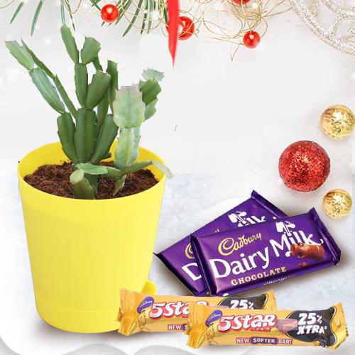 Christmas Gift of Classic Cactus Plant n Assorted Cadbury Chocolates