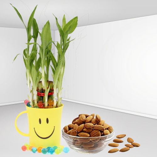 All Smiles Lucky Bamboo Plant with Almond n Coffee Mug