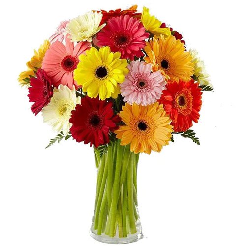 Blossoming Mixed Gerberas in Glass Vase