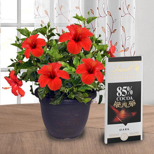 Attractive Combo of Hibiscus Plant with Chocolate
