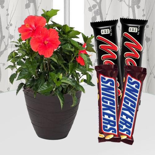 Vibrant Present of Hibiscus Flowering Pot with Chocolate