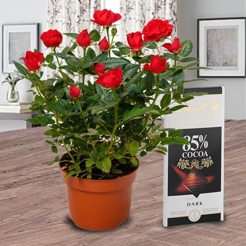 Aromatic Combo of Red Rose Plant with Chocolate