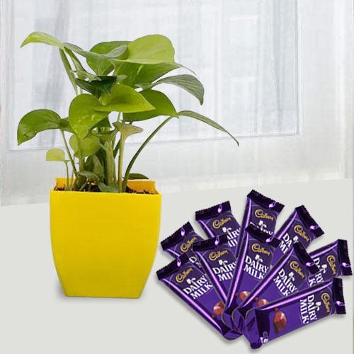 Fast-Growing Money Plant N Chocolate Gift Combo