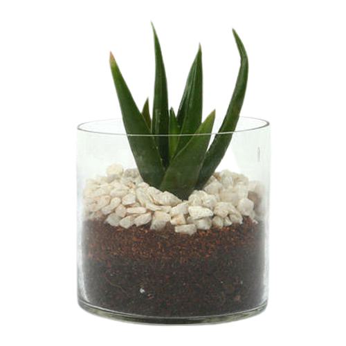 Flourish Aloe Vera Plant in Mini Glass Pot