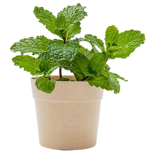 Aromatic Pudina Plant with Pot