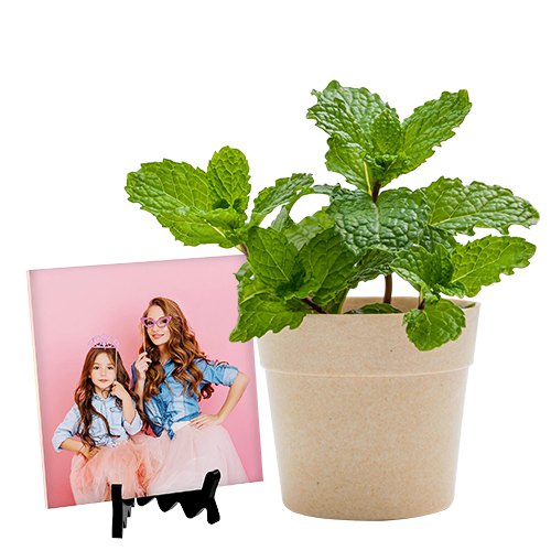 Aesthetic Combo of Pudina Plant with Personalized Photo Tile