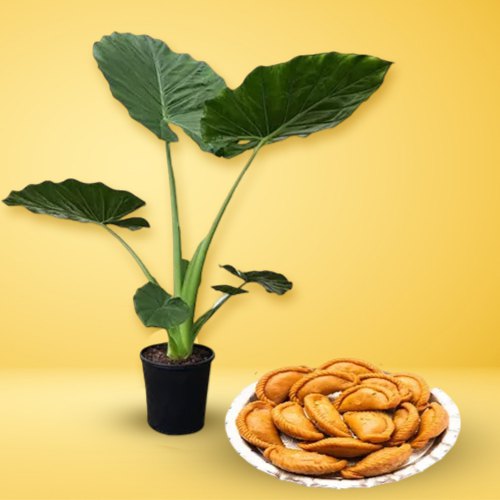 Ravishing Potted Elephant Ear Plant N Khowa Puri Combo