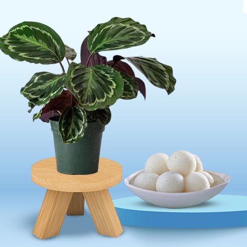 Fantastic Potted Calathea Plant with Rasgulla Combo