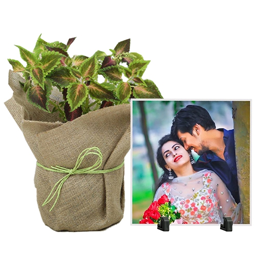 Amazing Jute Wrapped Coleus Plant with Personalized Photo Tile Combo