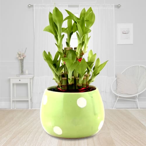 Vibrant Gift of 2 Tier Good Luck Bamboo Plant in Ceramic Pot