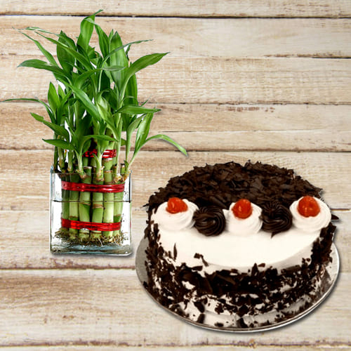 Attractive Birthday Present of Black Forest Cake with 2 Tier Lucky Bamboo Plant