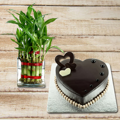 Exclusive 2 Tier Lucky Bamboo Plant with Chocolate Heart Shaped Cake