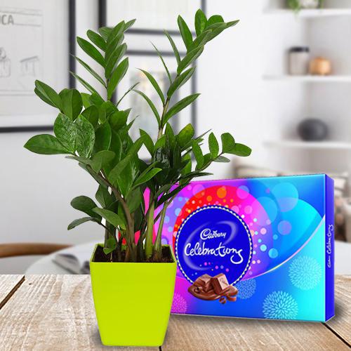 Fast Growing Zamia Indoor Plant with Chocolates