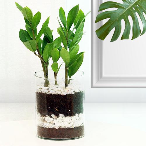 Bright Arrangement of Zamia Live Plant in Glass Pot