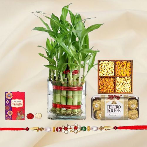 Exotic 2 Tier Lucky Bamboo Plant for Rakhi