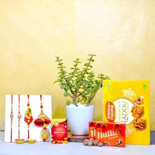 Designer Rakhi 4 with Plants N Choco