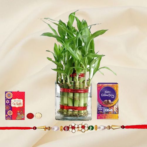 Elegant 2 Tier Lucky Bamboo Plant with Rakhi